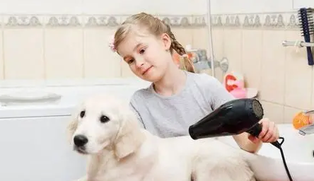 家里养了狗，有必要买狗专用的吹风机吗？