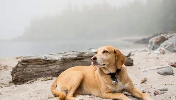 狗狗驱虫用体内外同驱药，还是分开用药？