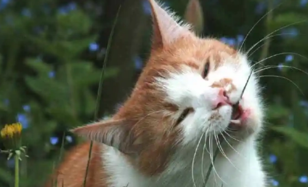 猫咪为什么要吃草？猫草怎么种植？