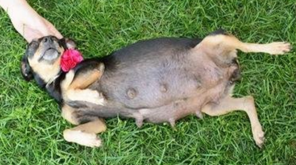 你们说，狗怀孕吃什么补营养？