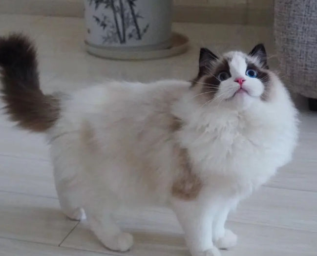 波斯系布偶猫和传统布偶猫的区别在这里，可以看看！