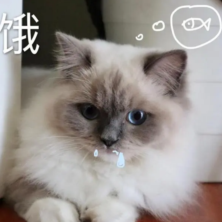 布偶猫吃“益生菌”有这些好处,你还不知道吗 布偶猫吃“益生菌”有这些好处,你还不知道吗