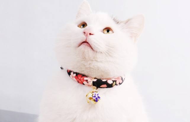打算给猫咪戴个铃铛？建议你看完这篇文章再决定！