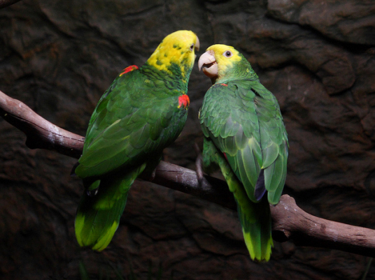 想养一只很会说话的鹦鹉？来认识一下双黄头亚马逊鹦鹉吧~