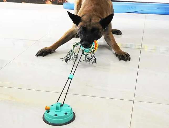 你真的会选宠物玩具吗?宠物玩具产品展示之“狗狗玩具” 你真的会选宠物玩具吗?宠物玩具产品展示之“狗狗玩具”