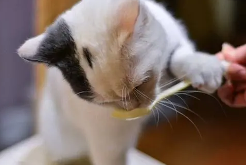 养猫知识:猫鼻支打干扰素,猫鼻支天天用干扰素 养猫知识:猫鼻支打干扰素,猫鼻支天天用干扰素