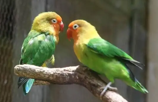 鹦鹉怎么区分公母?来看看这篇文章吧 鹦鹉怎么区分公母?来看看这篇文章吧