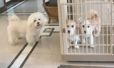 比熊和柯基的杂交是什么样子？快来看看~