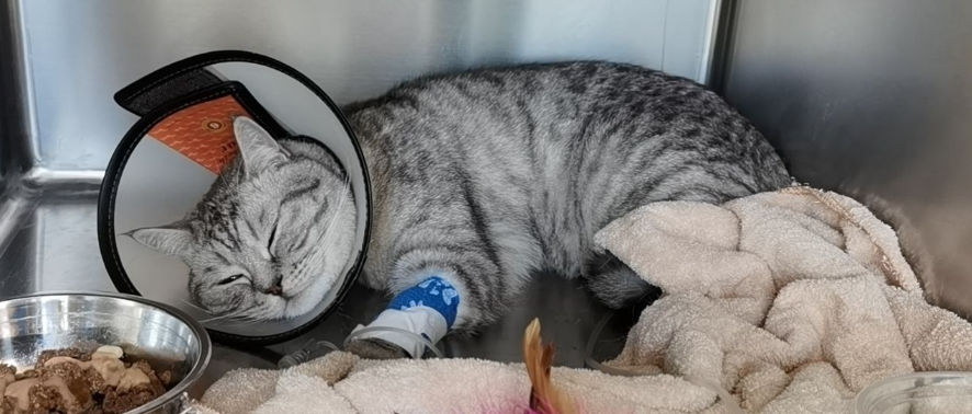 猫尿闭是什么原因引起的？可能是因为这个