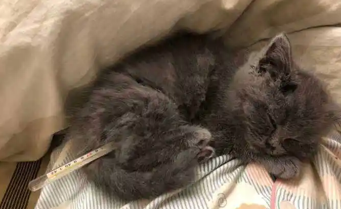 怎么判断猫是否发烧？看这里
