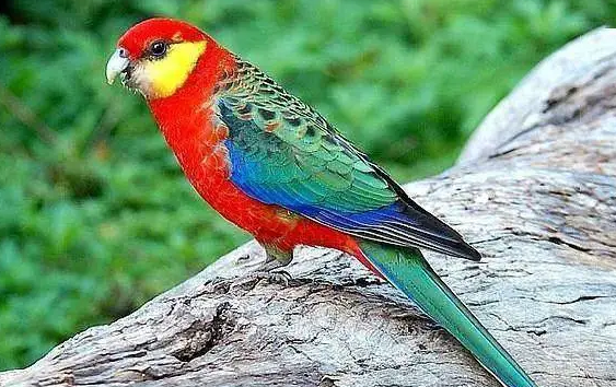 东玫瑰鹦鹉会说话吗？来看看吧