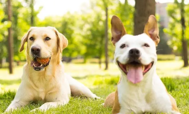 狗狗不喜欢人的沐浴露?你不知道的原因在这 狗狗不喜欢人的沐浴露?你不知道的原因在这