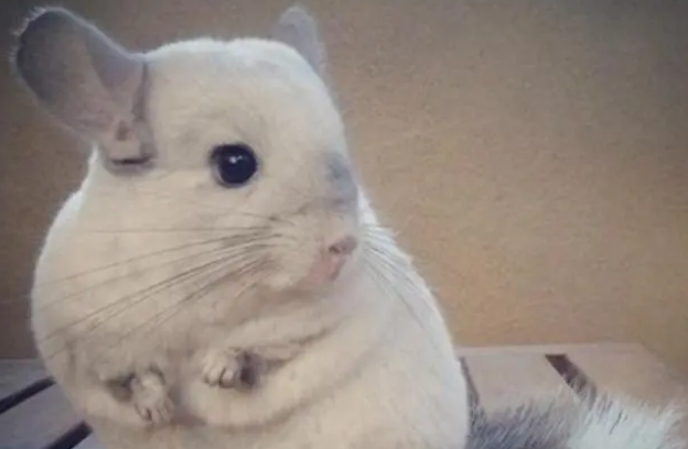 龙猫讨厌主人的表现，你注意了吗