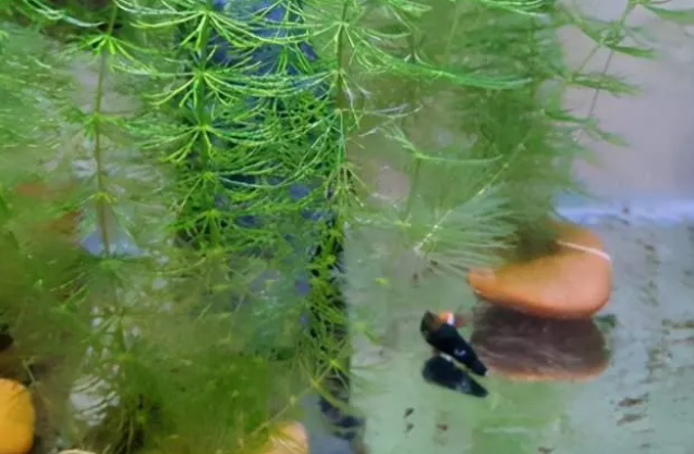 家里的生态鱼缸放这6种草，实用好看