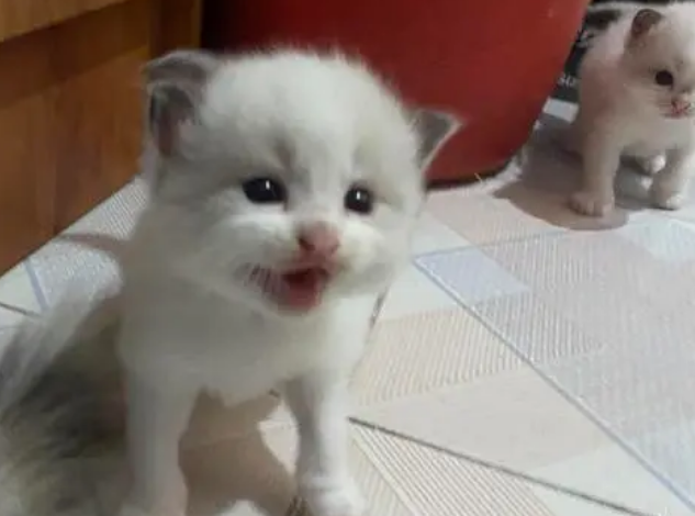 小猫几个月长得比较快?来get下吧 小猫几个月长得比较快?来get下吧