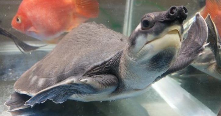 猪鼻龟会不会认主人，你一定很想知道吧！