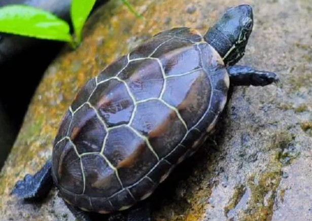 草龟有什么特征？来了解一下吧