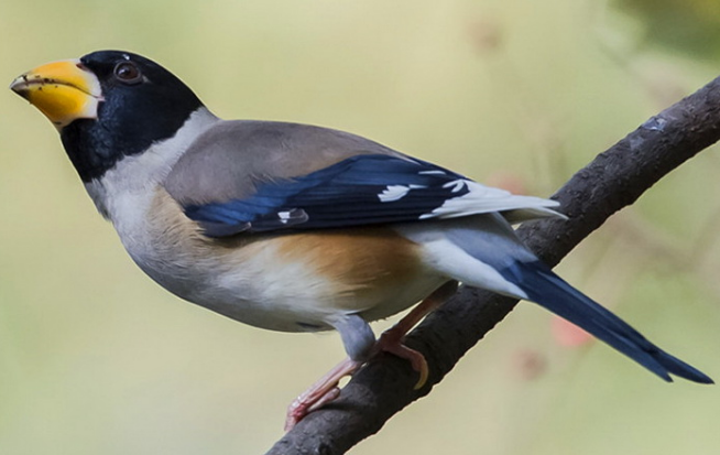 如何挑选铜嘴雀?看完你就知道了 如何挑选铜嘴雀?看完你就知道了