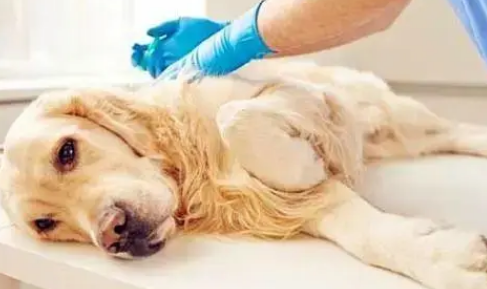 宠物绝育的理由和注意方式？