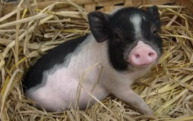 小香猪臭吗?想养的来了解下吧 小香猪臭吗?想养的来了解下吧