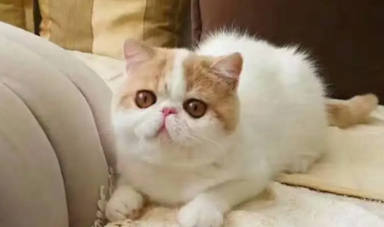 宠主带你了解：加菲猫为什么净梵的贵？