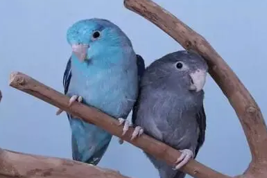 蓝太平洋鹦鹉能活多久？来了解下吧