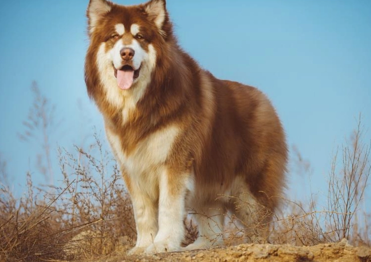 棕色的阿拉斯加纯不纯？这里有答案~