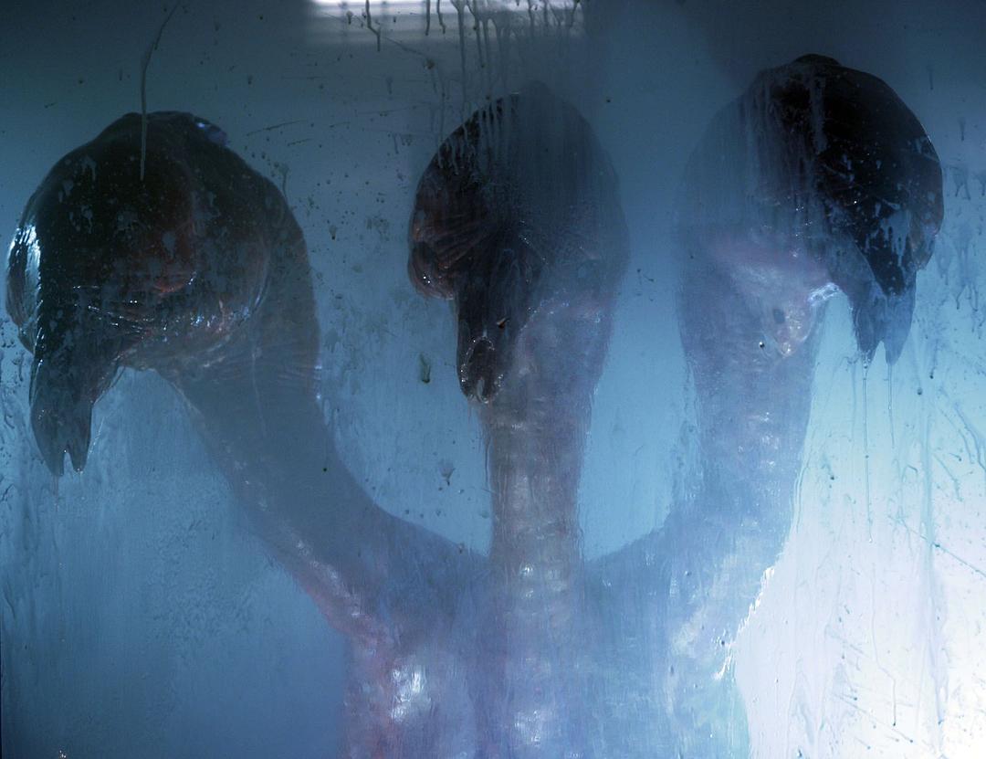 火炬木小组(2009)的剧照 火炬木小组(2009)的剧照