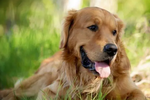 大狗狗需补钙，但钙片不能乱吃，要注意这些