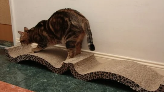猫咪正确使用猫抓板的十个原则