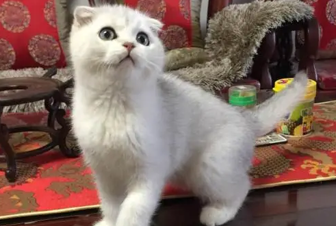 银渐层折耳猫一定会发病吗？看完你们就知道了