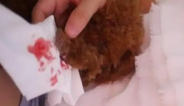 狗狗指甲剪不配合出血了?铲屎官莫慌! 狗狗指甲剪不配合出血了?铲屎官莫慌!