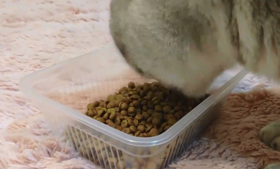 直截了当来推荐一款猫粮——顶制鲜粮