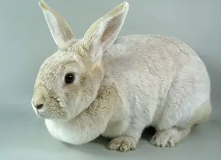 香槟兔好饲养吗？想养的铲屎官快来学习！