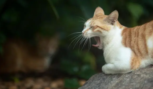 猫为什么会得猫癣?可以注意以下3点~ 猫为什么会得猫癣?可以注意以下3点~