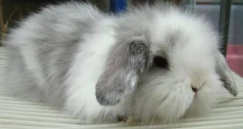 今日科普：美国长毛垂耳兔有哪些疾病？