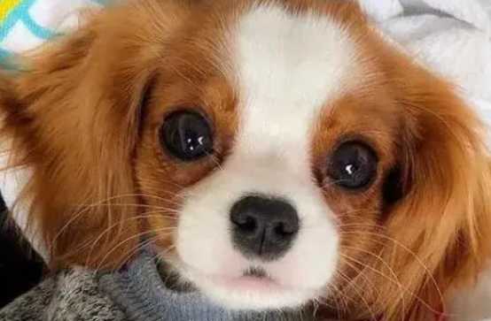 经验小科普：什么样的狗狗需要喝羊奶粉呢？羊奶粉的好处在哪里