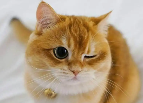 新手了解，猫咪可以吃火龙果吗？