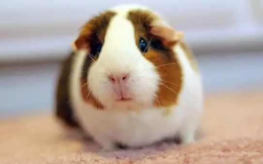 荷兰猪有感情吗？主人不妨来看看