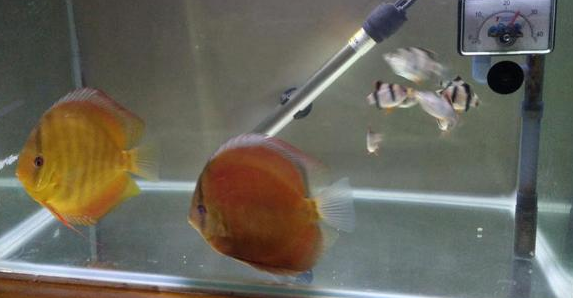 鱼缸的水质就是一个透字，这个鱼缸如果三天不换水就有可能闷缸