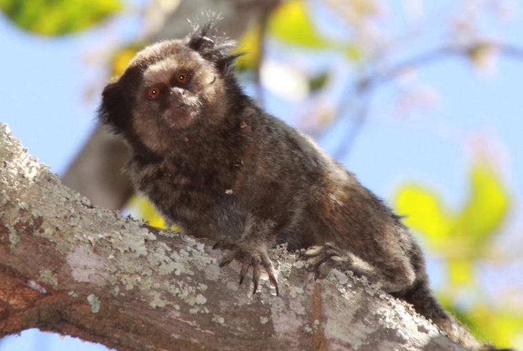 长相奇特的白唇柽柳猴，在生活习性上又有什么特别之处呢？