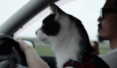 猫会晕车呕吐吗?本文帮你解答! 猫会晕车呕吐吗?本文帮你解答!