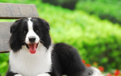 边牧可以吃肝脏吗？