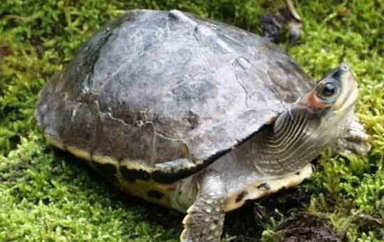 巨型棱背龟多少钱一只？买之前有必要看看～