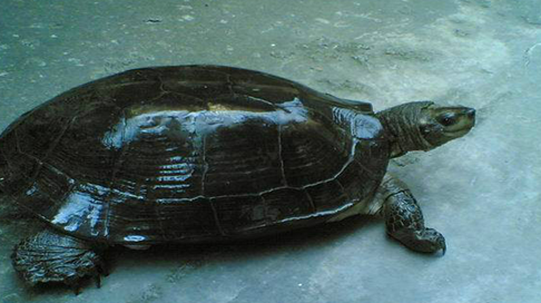 缅甸黑山龟好养吗？想养的看过来