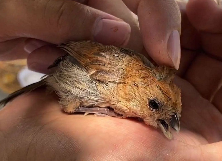 饲养小知识，黄藤鸟能活多久