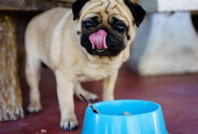 快来看看！一个多月的小狗可以吃什么食物好