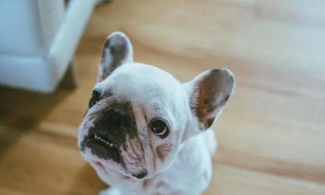 与益生菌共舞，影响猫和狗的益生菌种类有哪些？