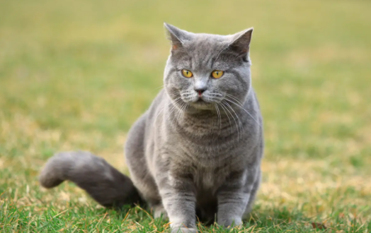 英短和美短串出来的猫叫什么？想养的朋友可以了解一下！