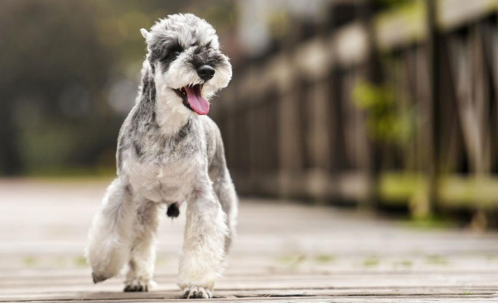 长得像老头的狗， 有人认识吗？
